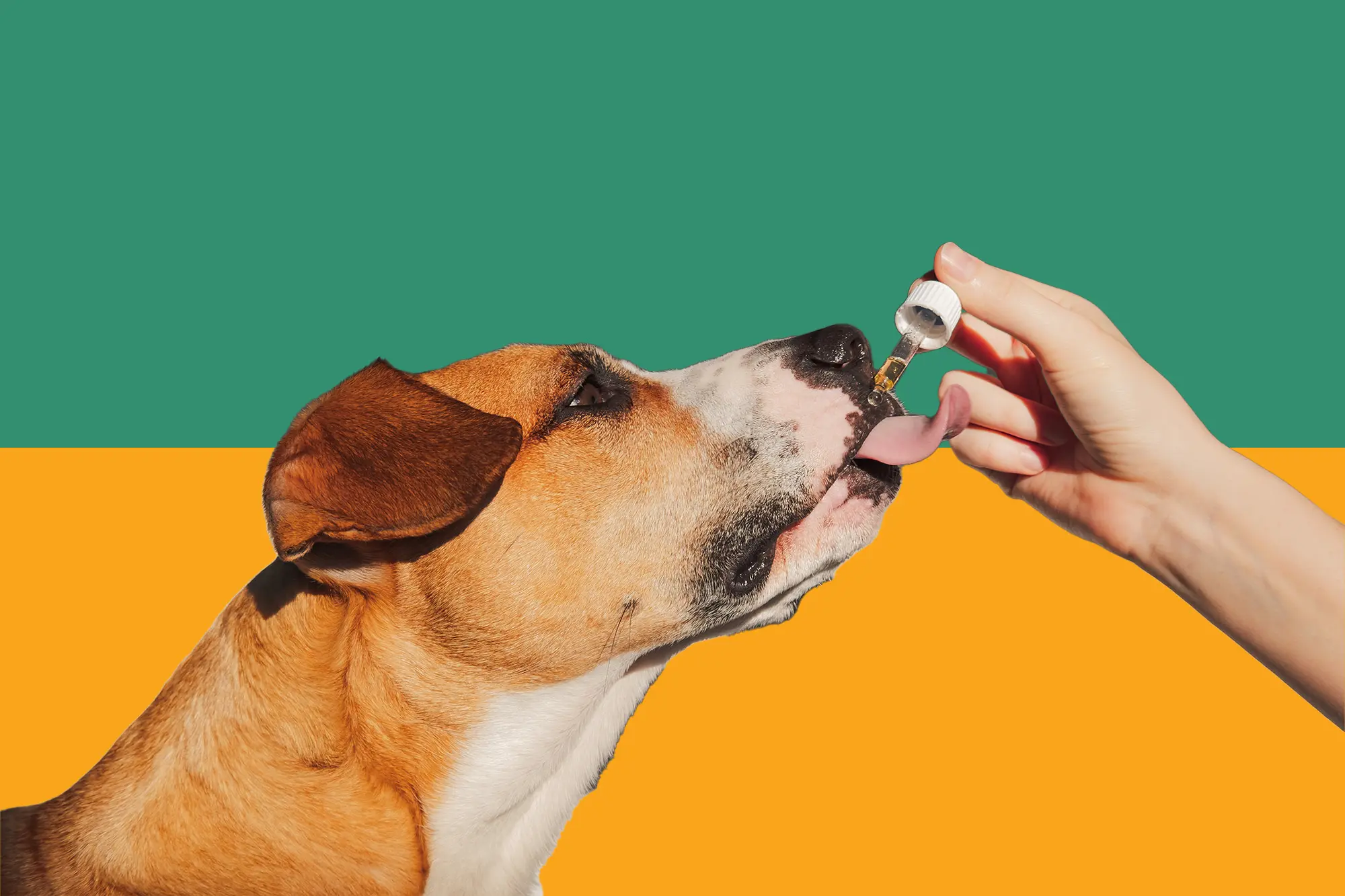 best cbd for dogs for anxiety